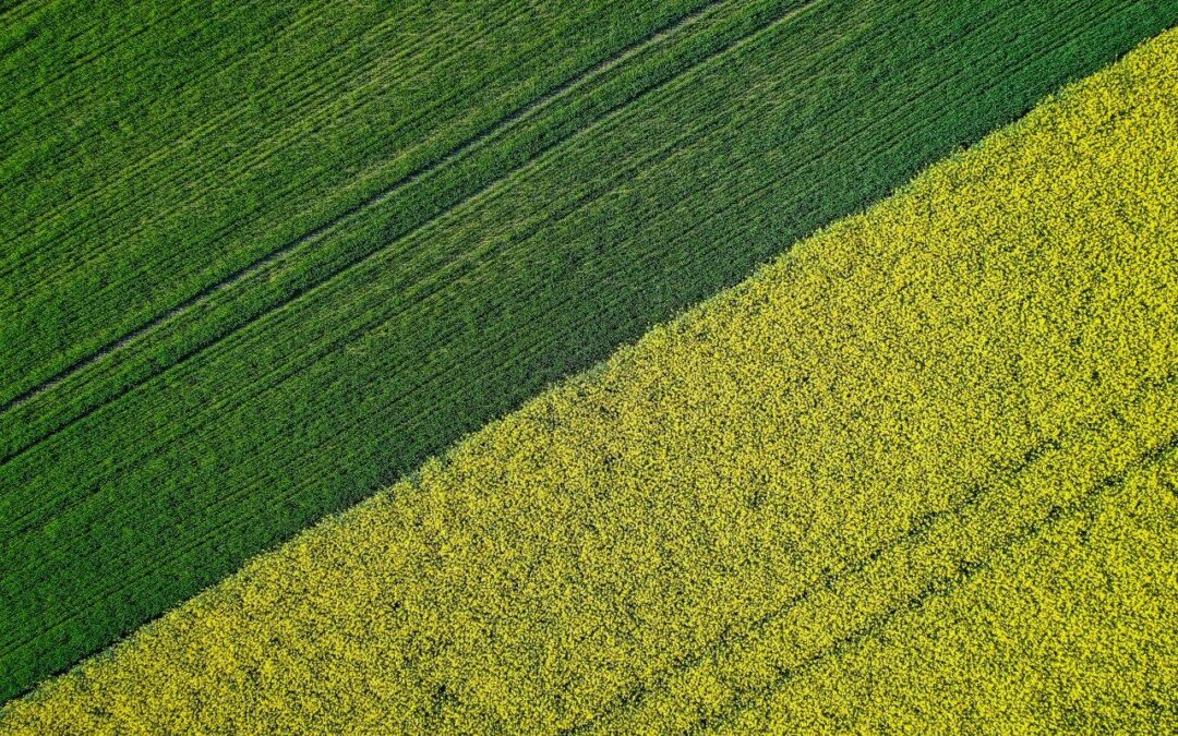 beautiful-agricultural-half-green-half-yellow-grass-field-shot-with-drone