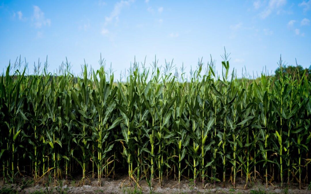 beautiful-shot-cornfield-with-blue-sky