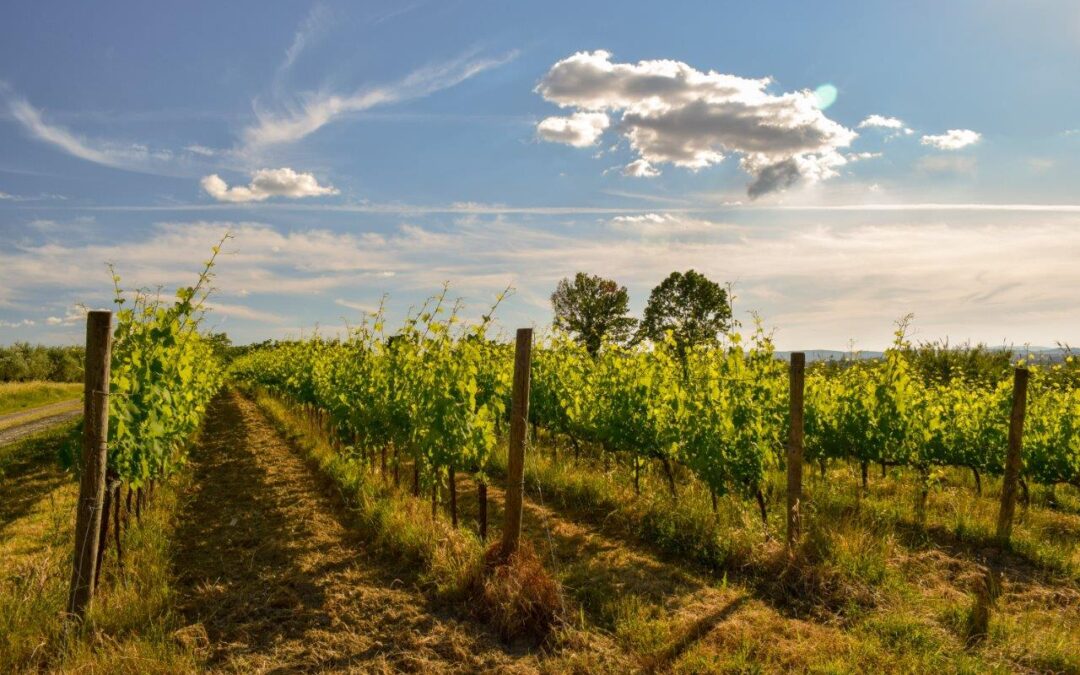 beautiful-shot-vineyard-with-blue-cloudy-sky