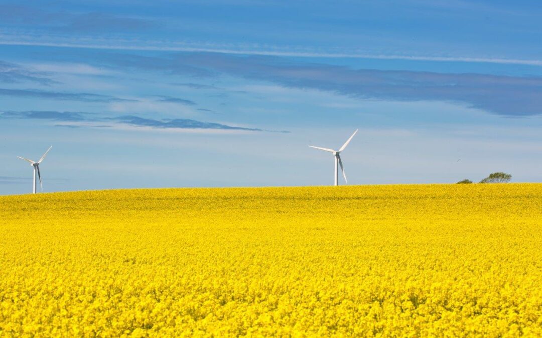 rape-field-with-two-wind-turbines-background