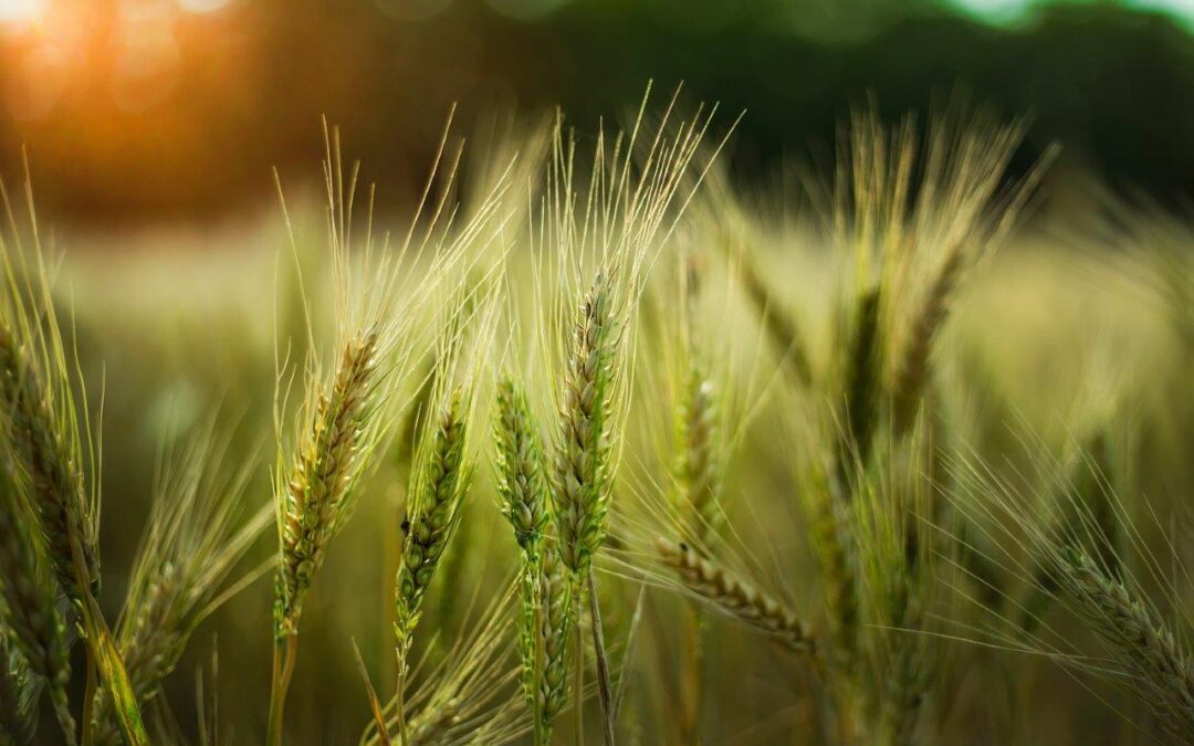 selective-focus-shot-some-wheat-field