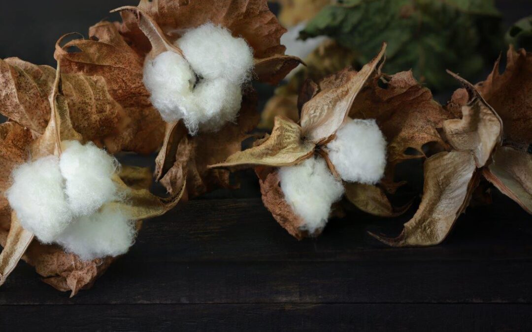 cotton-branch-dark-wood-background-delicate-fluffy (1)