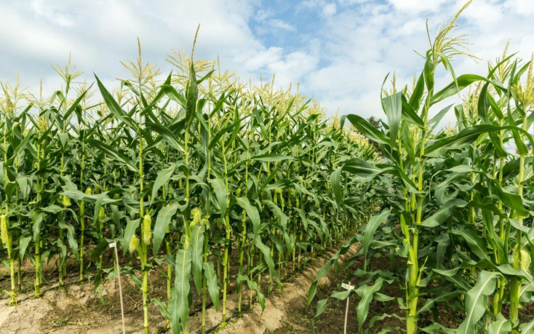 green-corn-field-with-drip-irrigation-system-farm (1)