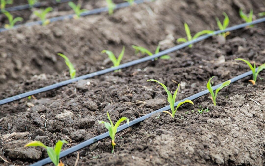 small-corn-field-with-drip-irrigation