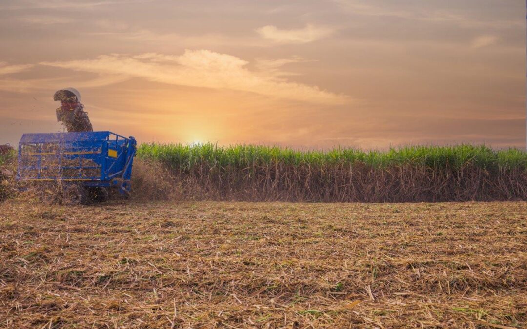 sugar-cane-harvesting-machine-working-sugar-farm (1)