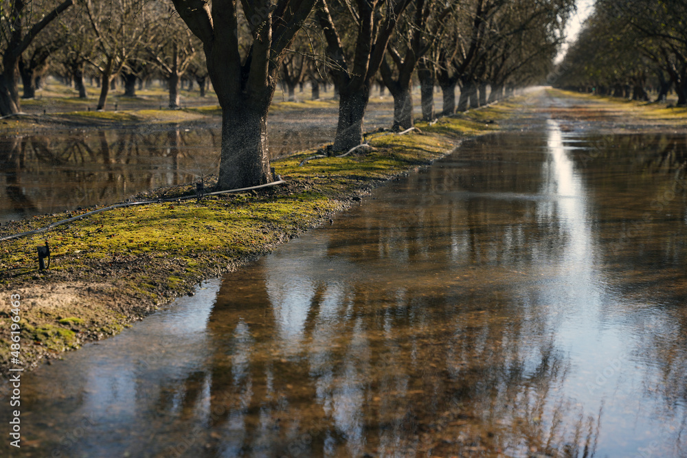 Flood and Fan Jet Irrigation System in Almond Orchard