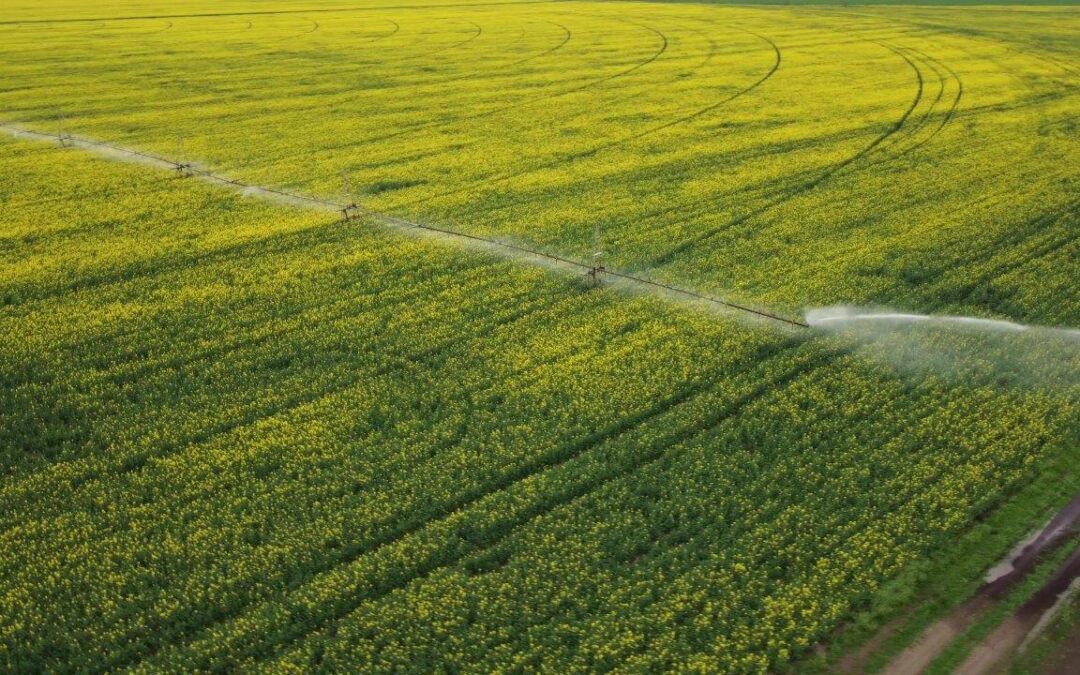 center-pivot-irrigation-system-yellow-rapeseed-field-aerial-view